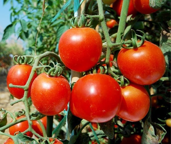 Conocé los beneficios que tiene la Base de Tomate Deshidratado Knorr® 